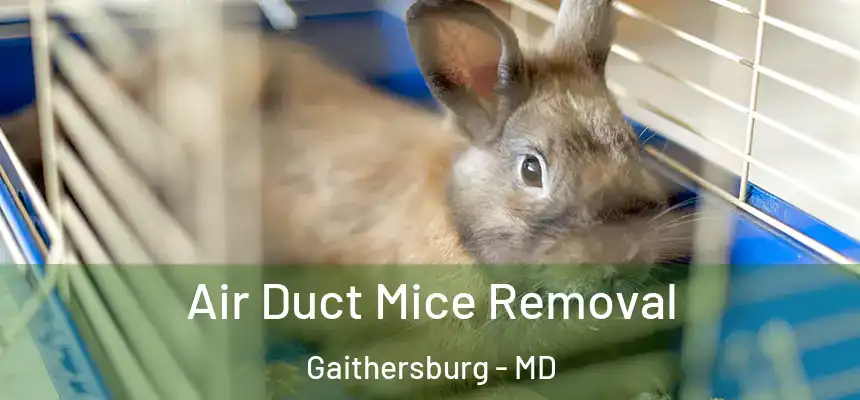 Air Duct Mice Removal Gaithersburg - MD